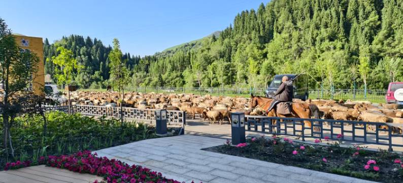尼勒克蜂巢印象民宿图片