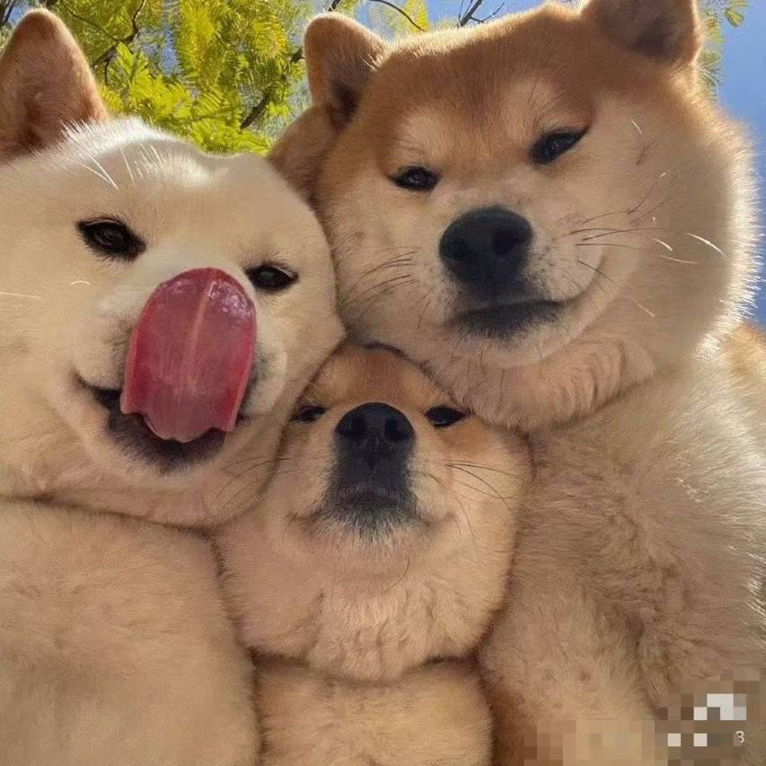 婺源·沐岚云居宋式美学丨高端设计师民宿(婺源江湾度假区店)图片