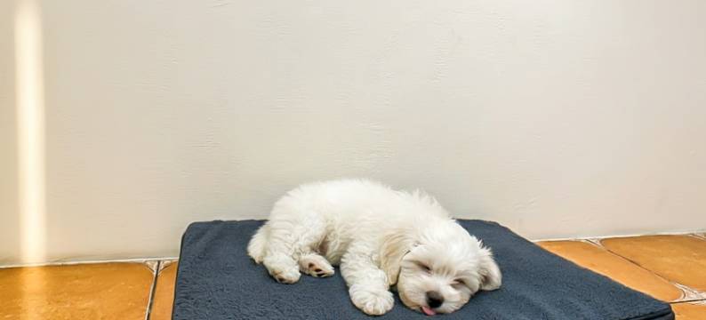 七星潭星海民宿｜宠物友善图片