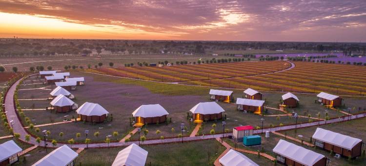 大漠花海酒店图片