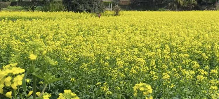 婺源江月风行客桟图片