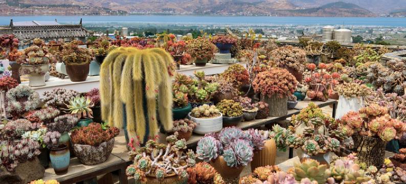 柒间山坊民宿(大理店)图片