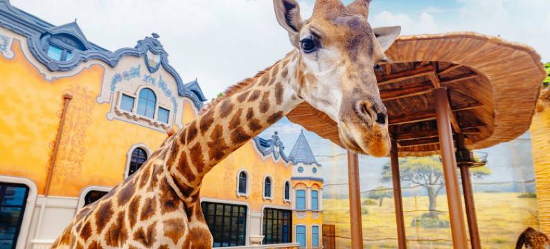 欧乐堡长颈鹿庄园酒店图片