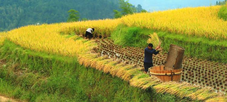 遂川桃源梯田洞穴酒店图片