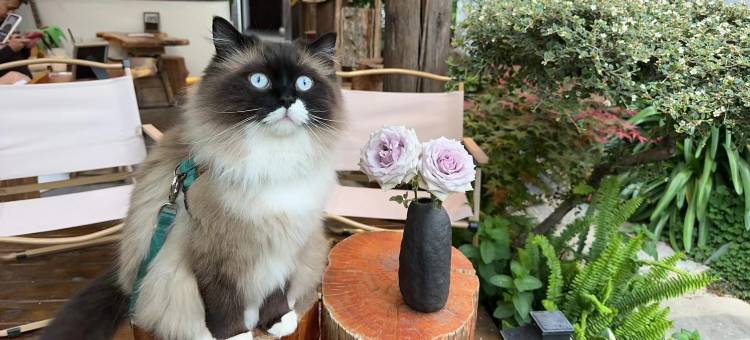 丽江古城狼穴·猫的秘密花园·Barista庭院咖啡美宿(五一街店)图片