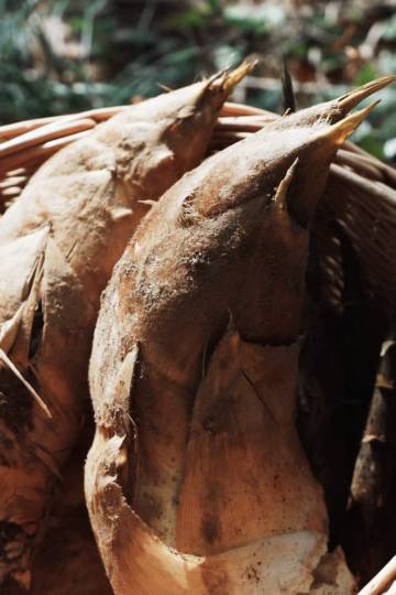 大乐之野(莫干山碧坞店)图片