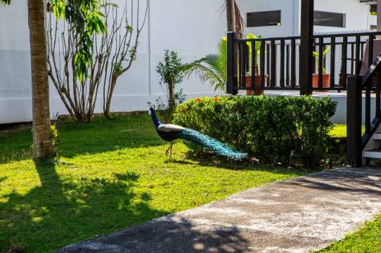 拉查岛泳池海滩度假村及Spa潜水中心(班拉亚)(Ban Raya Resort and Spa)图片