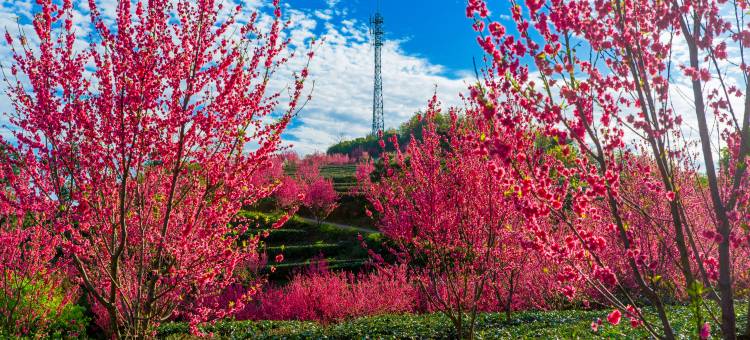 云浮新兴翔顺象窝酒店图片