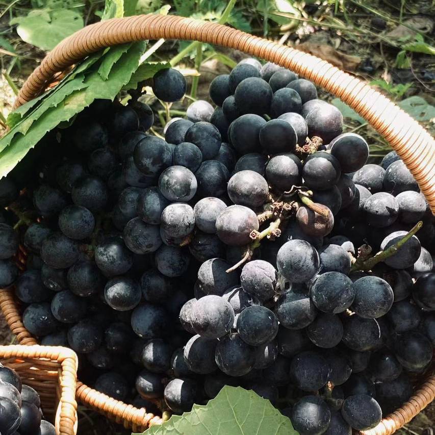 丹霞印象·蜜峰民宿图片