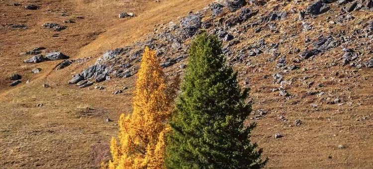 布尔津叁旬·观景酒店图片