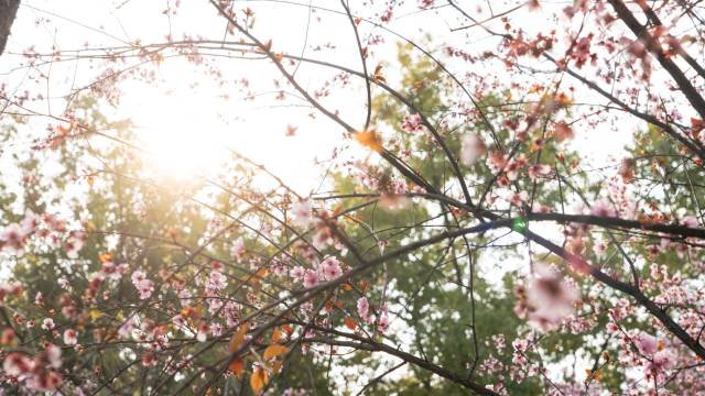 宜昌外滩雅高美爵酒店(沿江大道天然塔店)图片