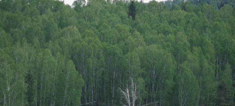 禾木禾间别院图片