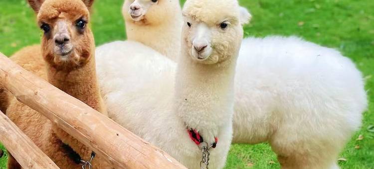 携程度假农庄(广州意境庄园联营店)图片