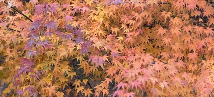 莫干山泽暮而栖·竹林溯溪Villa泳池美墅图片