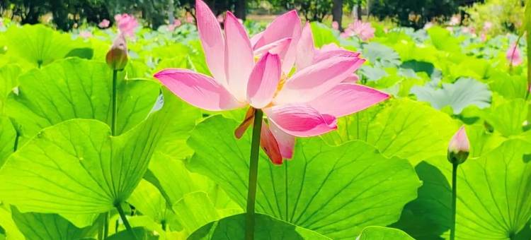 花筑·棣花古镇荷塘畔民宿图片