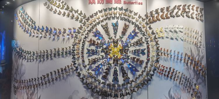 抚仙湖桐季民宿(澄江化石地自然博物馆店)图片