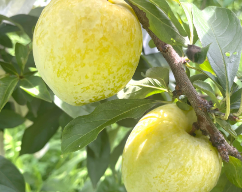 花筑·井冈山静溪谷民宿图片