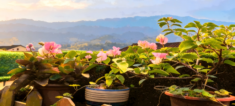 云水谣1号客栈图片