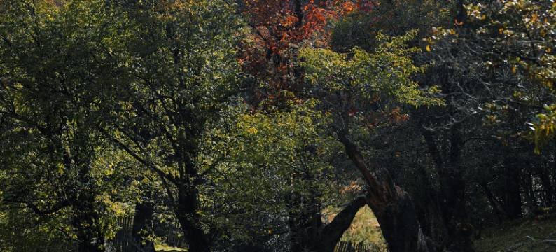 兰坪墅家吾乡罗古箐徒步民宿图片