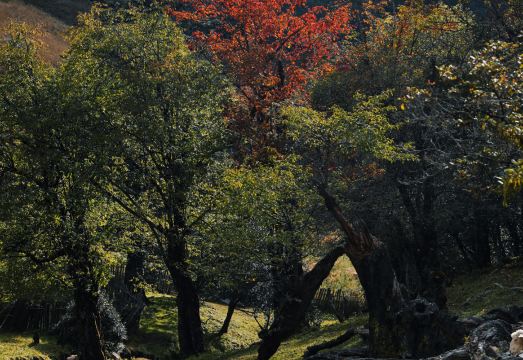 Lanping Shujiawu Township Luoguxuan Hiking HomestayHotel Overview