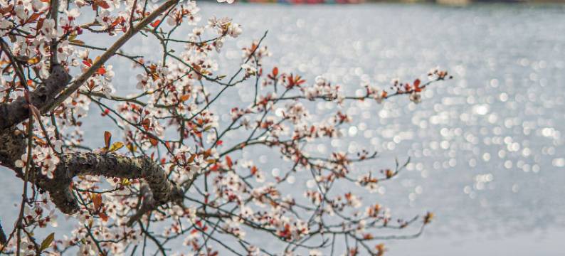 重庆美利亚酒店图片