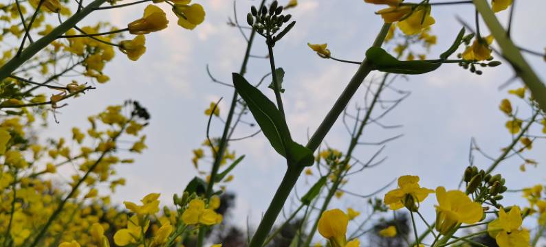 婺源祥瑞楼图片