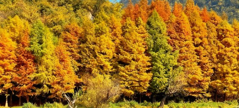 风华酒店(贵阳花溪公园贵州大学花溪南校区店)图片