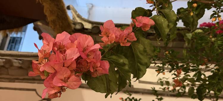 泡芙·Couryard生活美学设计师美宿(大理古城店)图片