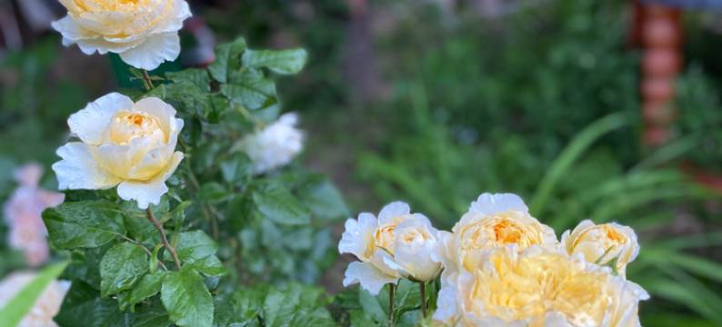北京田里花间民宿图片