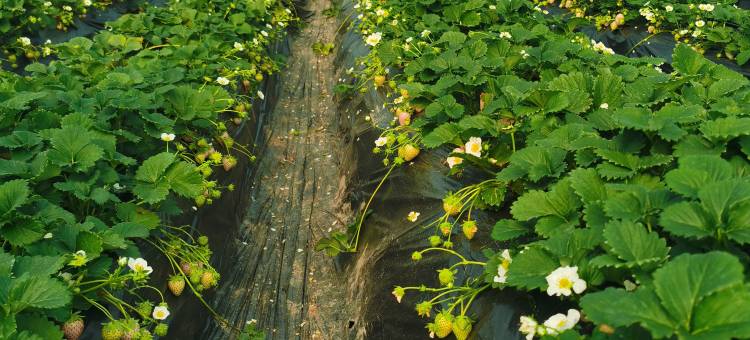 田园小憩露营基地(武汉花博汇店)图片