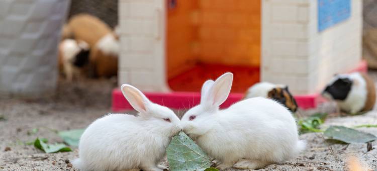 戴丽火烈鸟度假酒店(Flamingo Dai Lai Resort – Managed by Flamingo Hotels & Resorts)图片