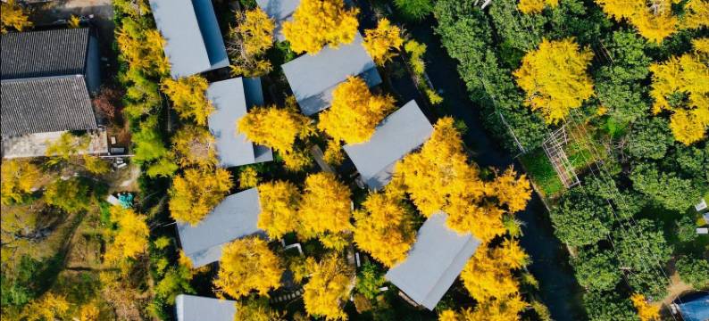 苏州瑞相院·银杏园林美墅(太湖东山店)图片
