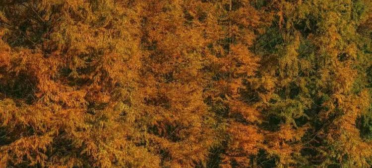 杉咖咔·Camping山林野营度假民宿图片