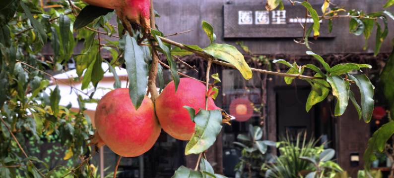 圈圈里·花园度假MUSICAT美宿(较场尾大鹏所城店)图片