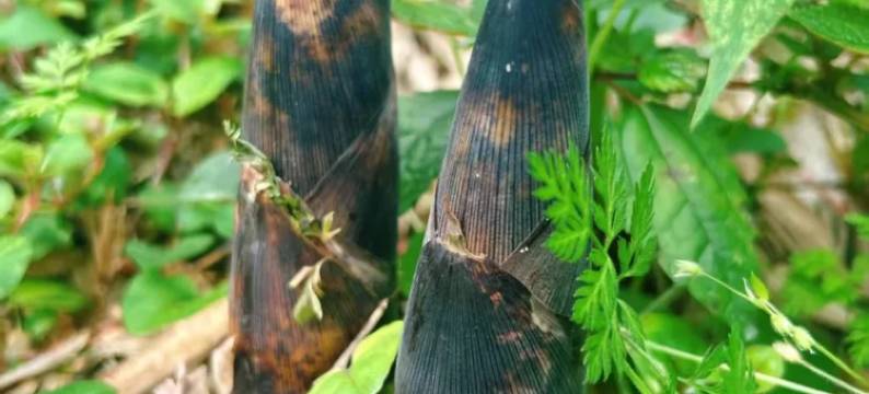 安吉茶韵·茶坞溪畔秋千溯溪泳池亲子度假美宿图片