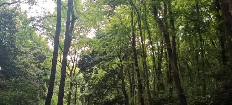 桂墅民宿(西湖灵隐景区青芝坞店)图片
