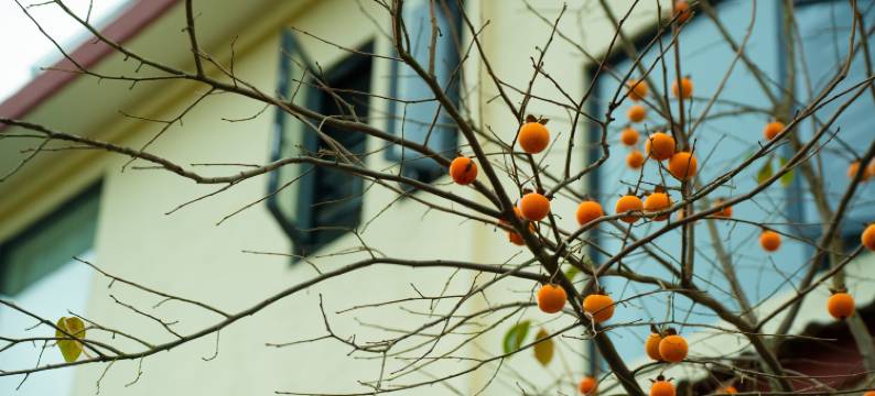 武夷山幸福民宿图片