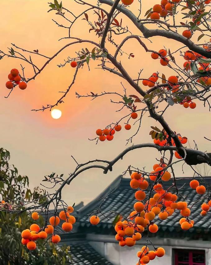 山月听风·环景设计师民宿(婺源篁岭景区店)图片
