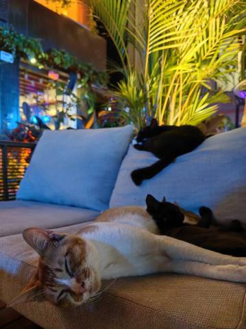 圈圈里·花园度假MUSICAT美宿(较场尾大鹏所城店)图片