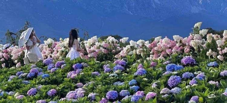 Galsang荷悦·格桑云朵|新中式°|旅居花园美宿(丽江古城店)图片