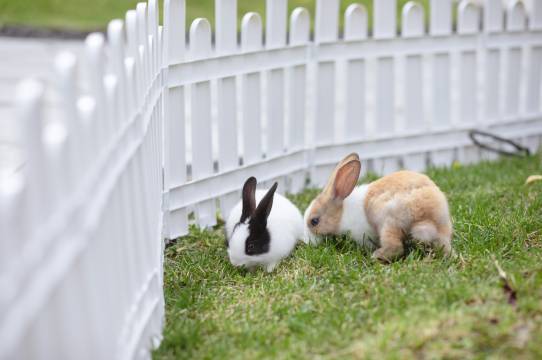 成都融创花间阁·踏雪图片
