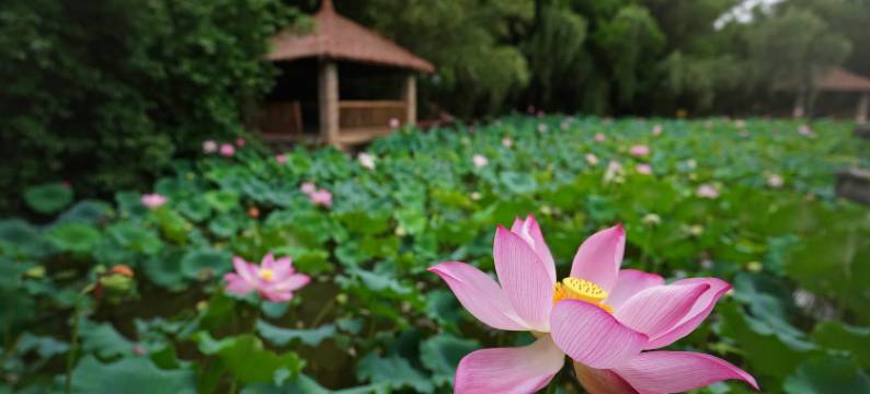 竹江•别苑｜BAMBOO·KIDSRETREAT 桂林漓江亲子江墅(阳朔漓江店)图片