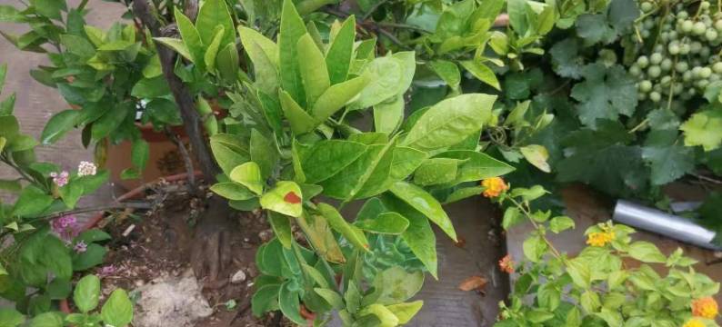 微山湖湖上老渔家鱼馆民宿图片