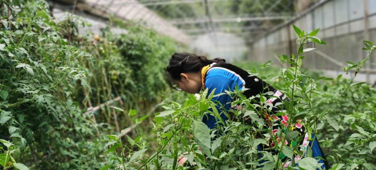 汶川那秋药泉山居图片