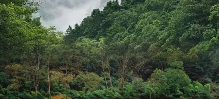 武夷山茶隐山房(武夷山景区兰汤桥店)图片
