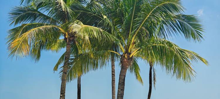 Palm Music棕樂酒店(珠海情侣路海滨泳场店)图片