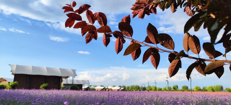 大漠花海酒店图片