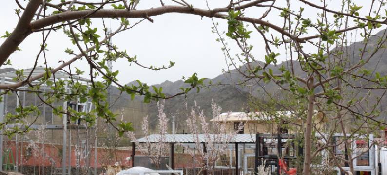 别情小院农家乐(白杨沟店)图片