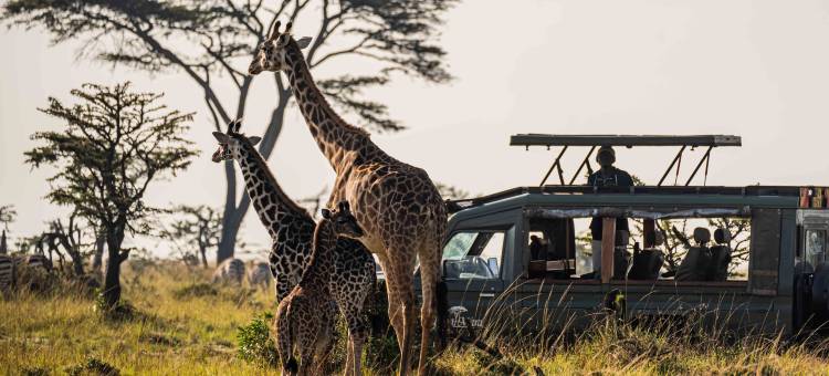 皇家马拉野奢营地(Royal Mara Safari Lodge)图片