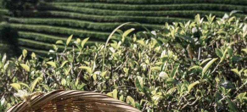 普洱梧悦瑾酒店(湿地公园店)图片